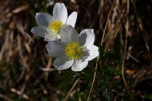 Sabinkar 89902 2015-06-08.jpg