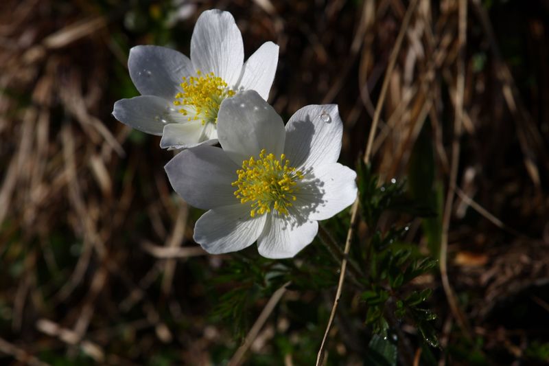 Datei:Sabinkar 89902 2015-06-08.jpg