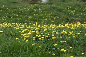 Trollblume blaufeldscharte 58096 2013-07-10.jpg