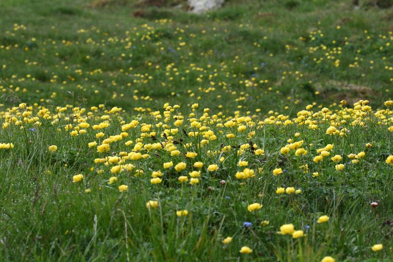 Datei:Trollblume blaufeldscharte 58096 2013-07-10.jpg