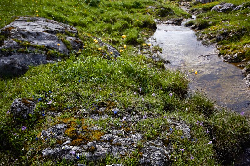 Datei:Zlaimmöser Moore-164-2020-05-27.jpg