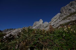 Bischofsmütze 36812 2011-09-11.jpg