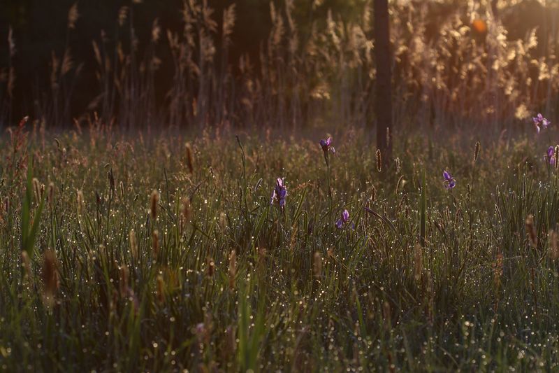 Datei:Feuchtwiesen trautenfels6006.jpg