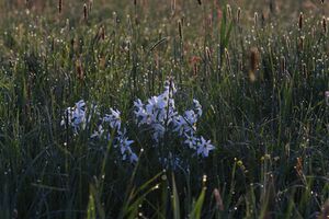 Feuchtwiesen trautenfels6007.jpg