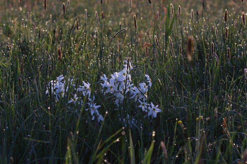 Datei:Feuchtwiesen trautenfels6007.jpg