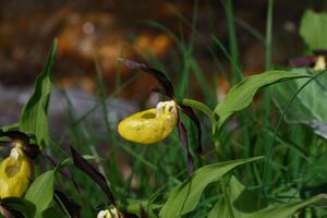 Frauenschuh 2121 2008-05-29.jpg