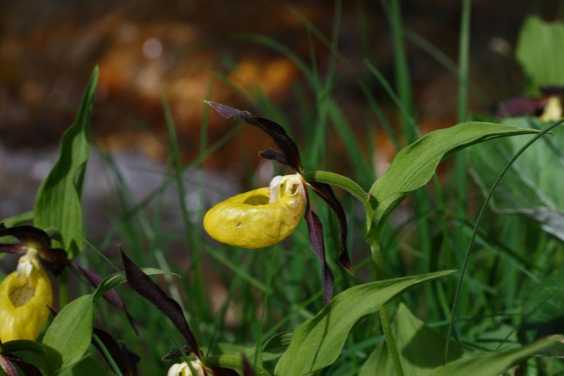 Datei:Frauenschuh 2121 2008-05-29.jpg