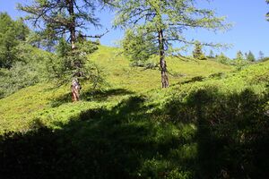 Kolbalm 94704 2015-07-11.jpg