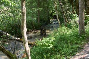 Rausch Mühle ramsau-0051-2025-06-09.jpg