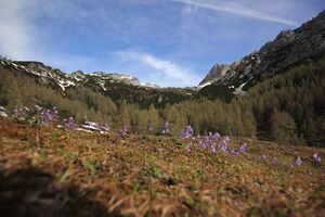 Soldanelle -luseralm 71879 2018-05-01.jpg