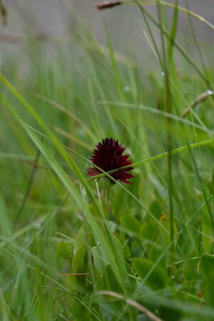 Im stegerkar 23942 2008-07-09.jpg