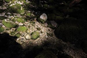 Strummern mühlreith 47186 2017-05-17.jpg