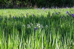 Europaschutzgebiet niederstuttern5104.jpg