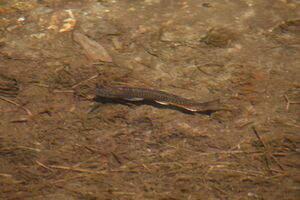 Obertalbach keinprecht 0605 2008-06-01.jpg