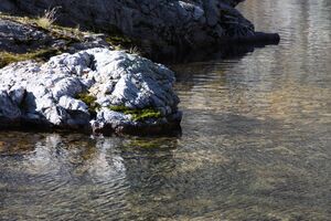 Goldlacken 0328 2013-10-08.jpg