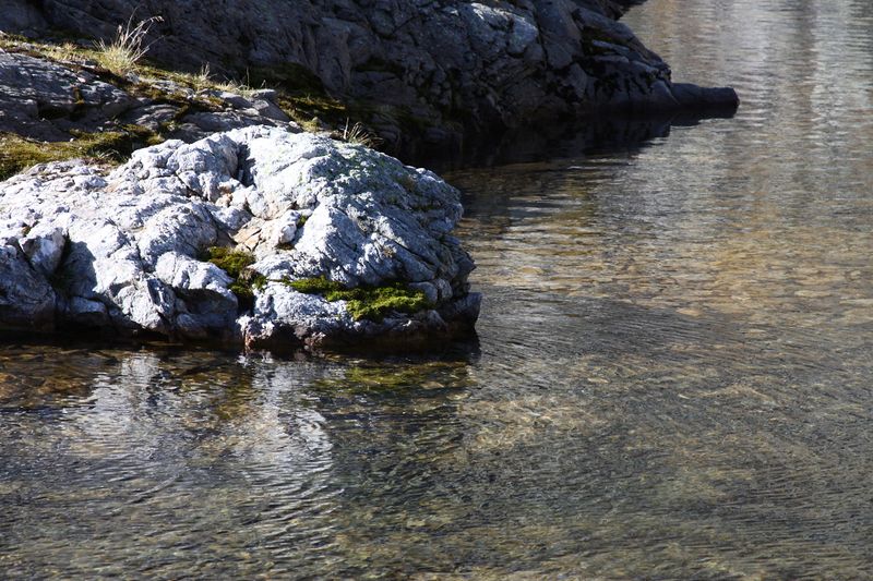 Datei:Goldlacken 0328 2013-10-08.jpg