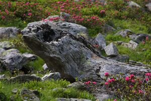 Herzmaierkar 32468 2011-07-06.jpg