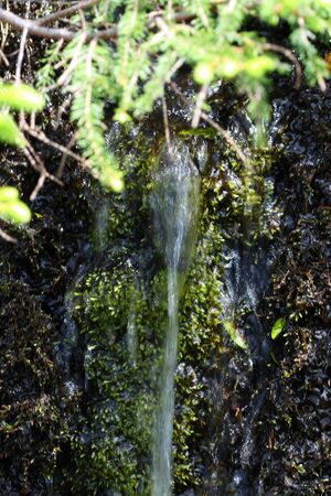 Im wildkar 23655 2008-06-26.jpg