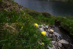 Schimpelsee 961 13-06-27.jpg