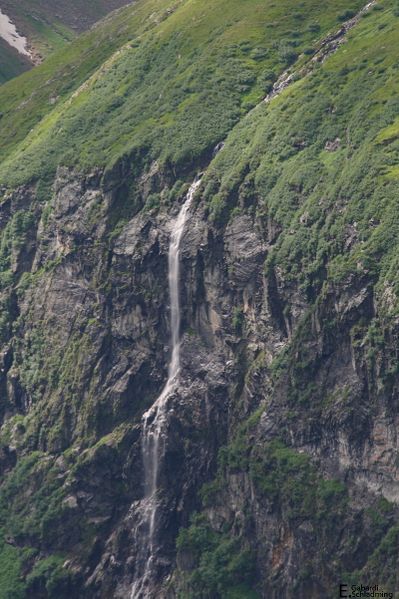 Datei:SchleierwsfIMG 5055.jpg