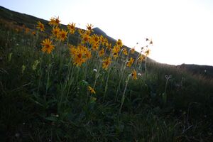 Glattjoch 1451 13-08-07.jpg