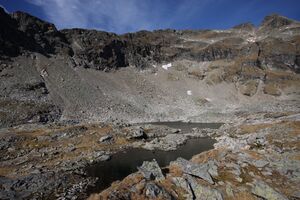 Goldlacken 0379 2013-10-08.jpg