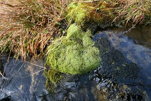 Hundsgrabenbach -kaltenbach 03950 2007-10-12.jpg
