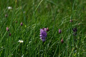 Mößnakar 0854 13-07-12.jpg