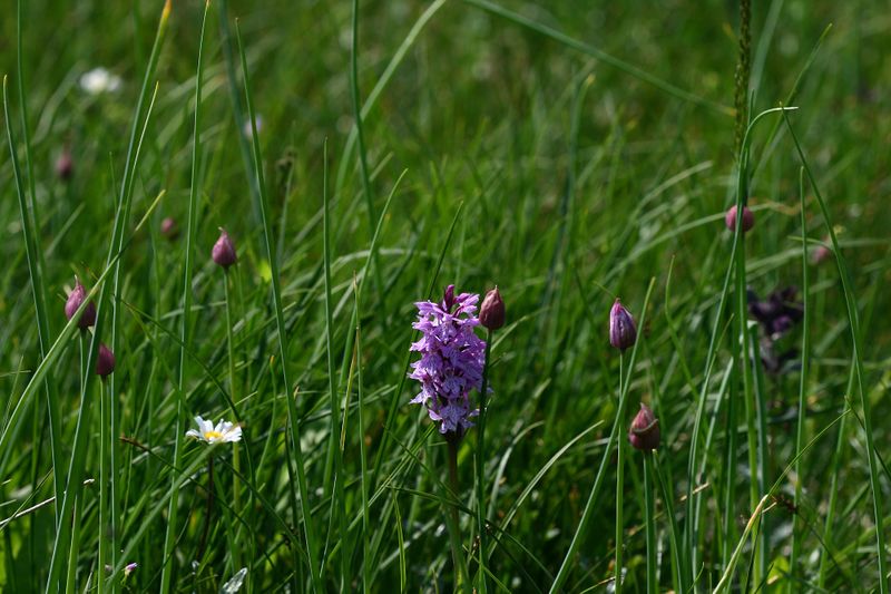 Datei:Mößnakar 0854 13-07-12.jpg