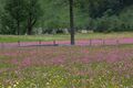 Preuneggtal-blumen 11650 2013-06-30.jpg