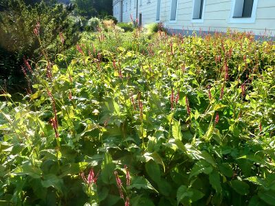 Stiftsgarten Admont16.JPG