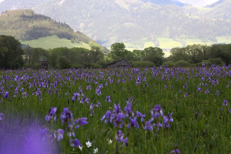 Datei:Trautenfels niederstuttern 57806 2014-05-14.jpg