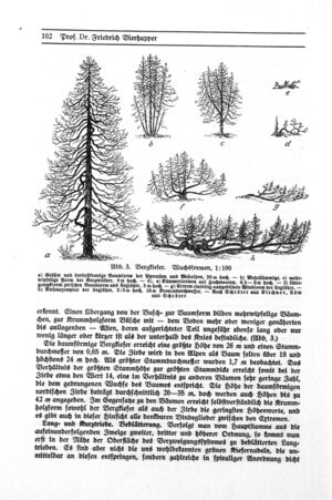 Bergkiefer Wuchsformen.jpg