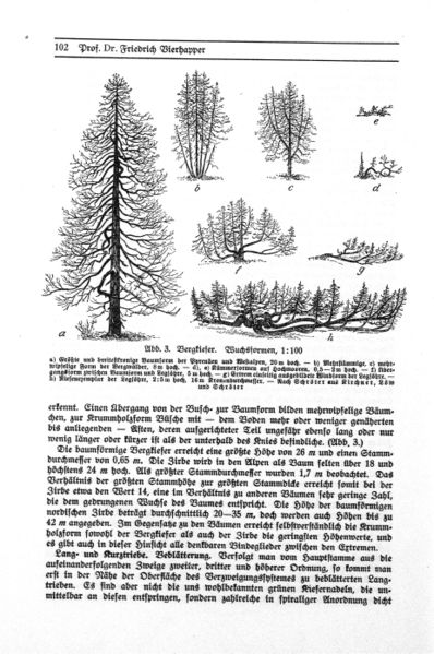 Datei:Bergkiefer Wuchsformen.jpg