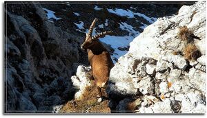 Gößeck steinbock013.JPG