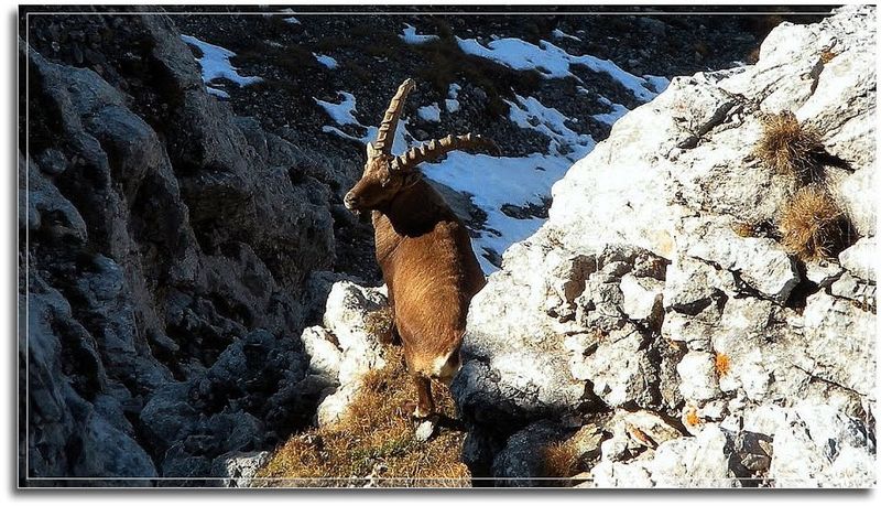 Datei:Gößeck steinbock013.JPG