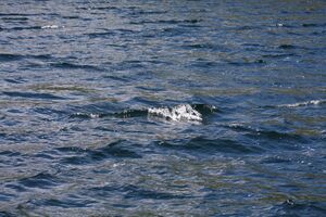 Giglachsee 1254 2011-06-22.jpg