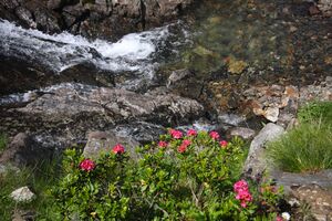 Innere alm 1539 2011-07-10.jpg