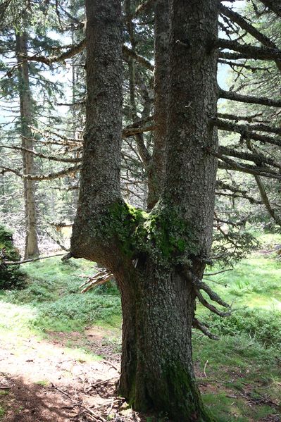 Datei:Knallkar großsölk 55646 2016-08-17.jpg