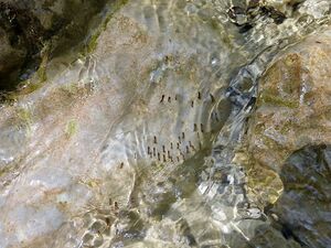 Mühlbach (Aicherlstein)080936.JPG