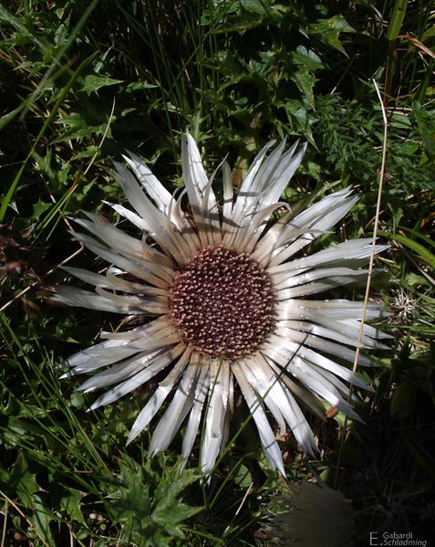 Datei:Silberdistel4069.jpg