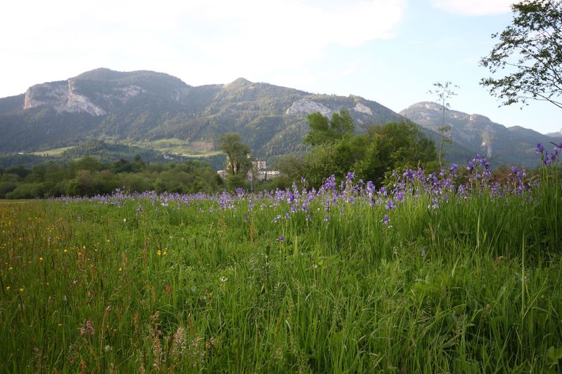 Datei:Enns-Altarme Niederstuttern 58439 2014-05-21.jpg