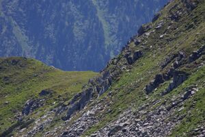 Hirsche fürstkar 1303 13-07-13.jpg