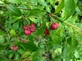 Pfaffenhütchen-Euonymus europaea230147.JPG
