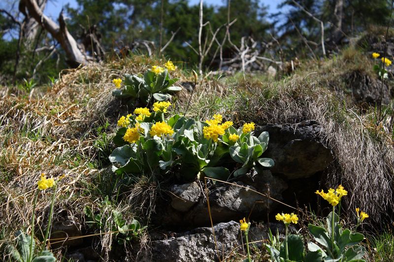 Datei:Wasserlochklamm palfau 70423 2018-04-23.jpg