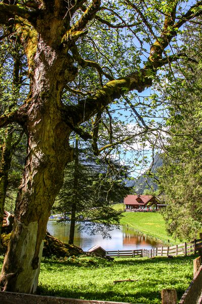 Datei:Wehrhofalm maxi 2510 13-05-18.jpg