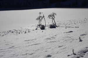 Bodensee 26637 2014-01-01.jpg