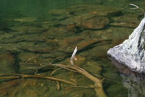 Finsterkarsee 1193 13-07-12.jpg
