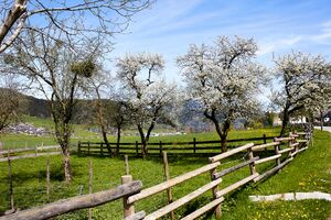Gaisberger vlg. Pfeifer lassing-300418-2023-05-04.jpg
