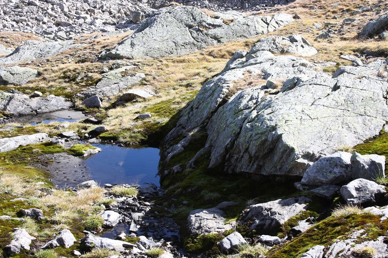 Datei:Goldlacken 0396 2013-10-08.jpg